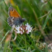 Small Heath butterfly