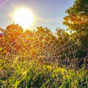 Spider web glistening in the sunshine