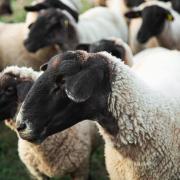 Police have issued a warning after sheep thefts