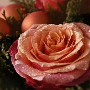 Wollaston florist to host Christmas floral demonstration