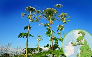 Dangerous toxic plant which can cause blindness spotted in Stourbridge (WhatShed and Pixabay)