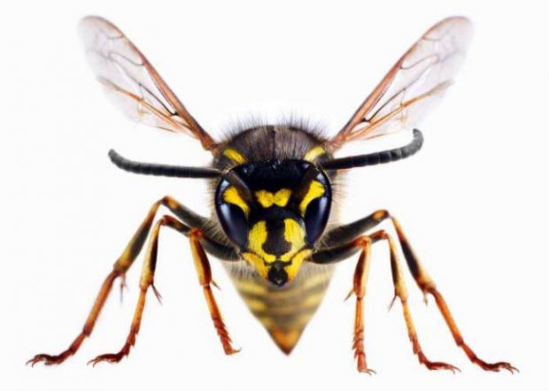 Stourbridge News: A wasp